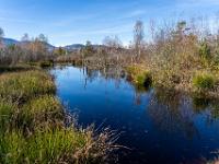 Am Ufer eines dunklen Moorsees